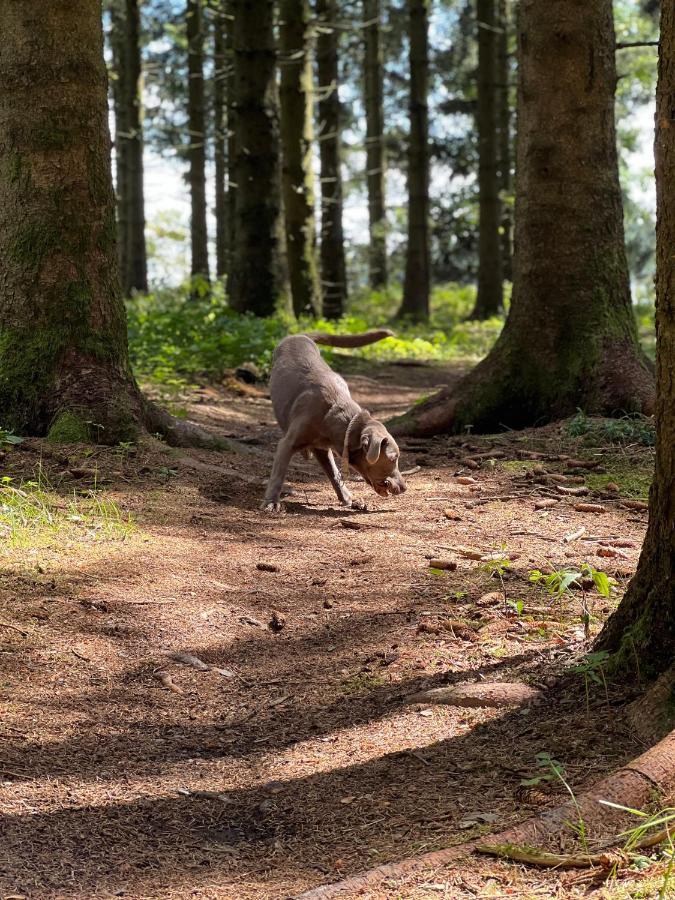 Auszeit Bergliebe Lejlighed Winterberg Eksteriør billede